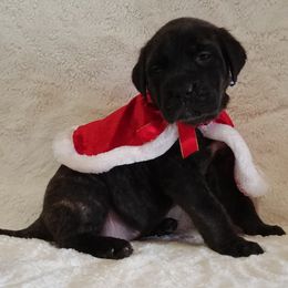 Mastiff and Neapolitan Mastiff Puppies from Sims English Mastiffs and Neapolitans