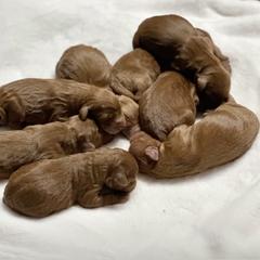 Whoodles from Perri’s Whoodles