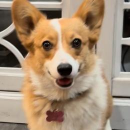 Pembroke Welsh Corgis from Playful corgis