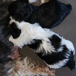 Yorkshire Terrier Puppies from Parti Time Yorkies Indy