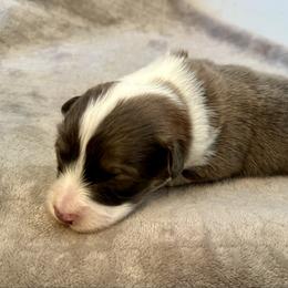 Yellow Collar Boy Jasper - Sable male Pembroke Welsh Corgi puppy in Paris, Kentucky from Flat Run Corgis