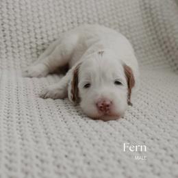 Fern - Parti male Goldendoodle puppy in Salem, Virginia from Aloha Doodles & Poodles