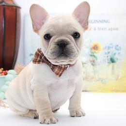 FLINT - Cream male French Bulldog puppy in West Plains, Missouri from Must Be Frenchies & Crown Of Curls Bolonka
