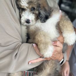 Bernedoodle, Sheepadoodle, and Whoodle Puppies from Wonderland’s Boujie Kennels