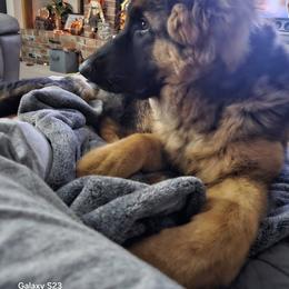 German Shepherd Puppies from Ewig Krieger Kennels