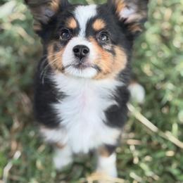 Toy Australian Shepherd Puppies from Carlsbad Toy Aussies