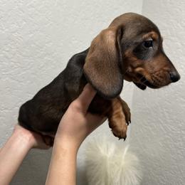 Benny - Sable male Dachshund puppy in Modesto, California from Raws Doxies