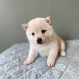 Sugar - Cream female Shiba Inu puppy in Monett, Missouri from Happy Tails Shiba Inus