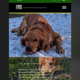 Golden Retriever puppies from North Country Goldens