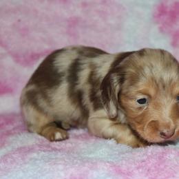 Tootsie - Dapple female Dachshund puppy in Powderly, Texas from Kuttin’ Up Mini Aussies