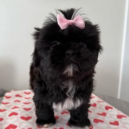 Nala - Black and white female Shih Tzu puppy in Northridge, California from Our ShihTzu Family