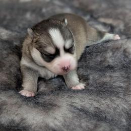 Spencer - Male - Black and white male Pomsky puppy in Hurleyville, New York from My Crazy Pomskys