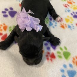 Daisy - Black female Havapoo puppy in Brookings, South Dakota from Hofer Pups