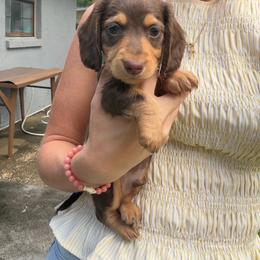 Hershey - Chocolate and tan male Dachshund puppy in Gainesville, Florida from M & M Dachshunds