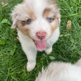 Australian Shepherd Puppies from Dream E River Ranch