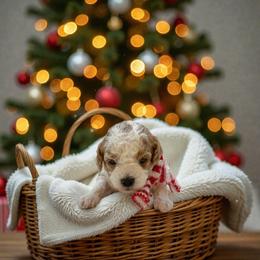 Frost - Parti male Maltipoo puppy in St. George, Utah from Winchester Hills Poodles and Doodles