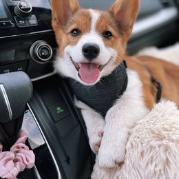 Pembroke Welsh Corgi Puppies from Clearsky Corgis