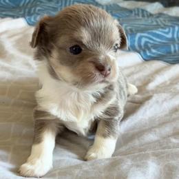 Holly Faith - Blue and white female Chihuahua puppy in Menifee, California from Lane’s Little Long Coats