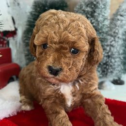Max - Poodle puppy in Savannah, Tennessee from Poodle Doodle Boyds