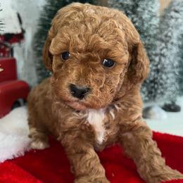 Max - Poodle puppy in Savannah, Tennessee from Poodle Doodle Boyds