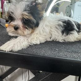 Thumbelina - Black tan and white female Biewer Terrier puppy in Tucson, Arizona from Great Scotts Biewers
