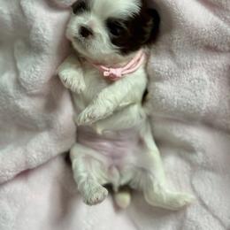 Oreo - Liver female Shih Tzu puppy in Gig Harbor, Washington from Shih Tzu snuggles