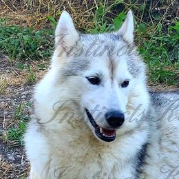 Laci - Siberian Husky