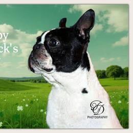 Froggie - Boston Terrier