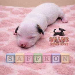 Saffron - Piebald female Dachshund puppy in Hockley, Texas from Shans Down Home Doxies