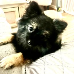 Pomeranian Puppies from Bougie Pomz