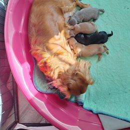 Three - Gray (blue) female Dachshund puppy in Gordon, Georgia from Long Dogs Yellow Farm