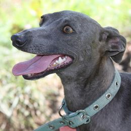 Luna - Italian Greyhound