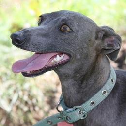 Luna - Italian Greyhound