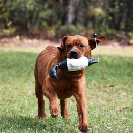 Clifford - Labrador Retriever