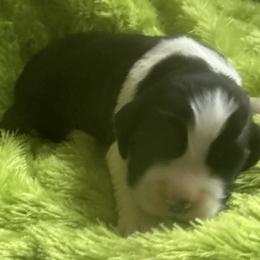 Claus - Black and white male English Springer Spaniel puppy in North Carolina from Ebenezer Valley ESS