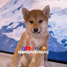 KIT - Red male Shiba Inu puppy in Minnesota from BonsaiShibas