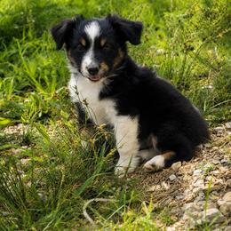 Simon - Black tri male Miniature Australian Shepherd puppy in Macomb, Missouri from Faunus Farms and Aussies