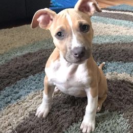 American Pit Bull Terrier Puppies from Kaotic APBTs