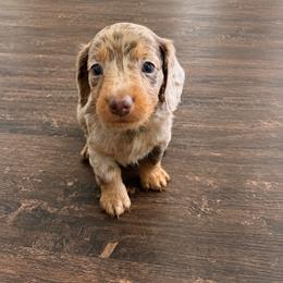 Blue Boy - Dapple male Dachshund puppy in Kingston, Oklahoma from Texoma Doxies
