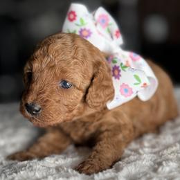 Rumi - Red  female Poodle puppy in South Jordan, Utah from Wasatch Pup