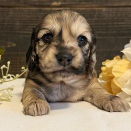 Gill - Dapple male Dachshund puppy in Dothan, Alabama from Little House Pups