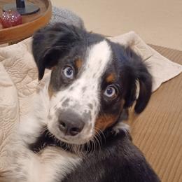 Miniature Australian Shepherd All Grown Up from ST. J’s Mini Aussies