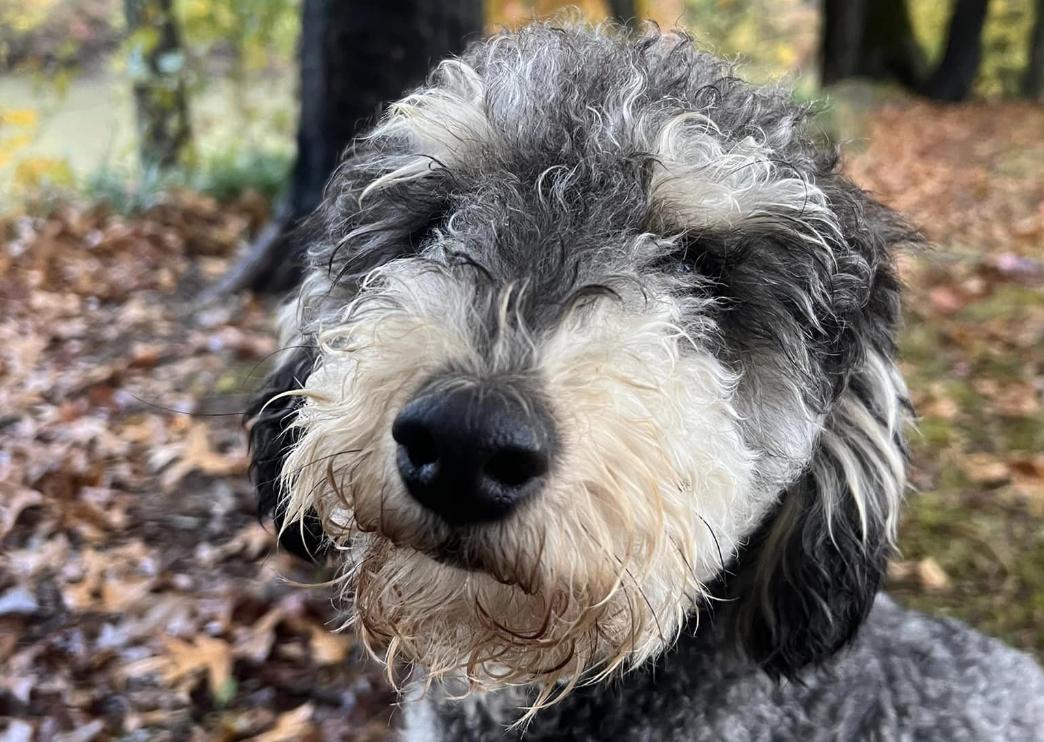 Mulberry River Poodles and Doodles, LLC. in Arkansas Goldendoodle