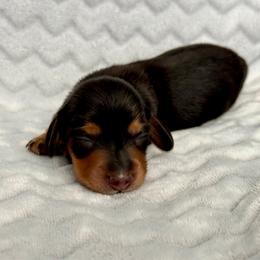 Jack - Black and tan male Dachshund puppy in Queen Creek, Arizona from Jolly Rogers Dachshunds