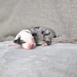 Emily - Blue merle female Miniature Australian Shepherd puppy in Killen, Alabama from Wilkers Wholehearted Mini Aussies