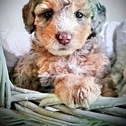 Bernedoodle and Sheepadoodle Puppies from Doodlebuds