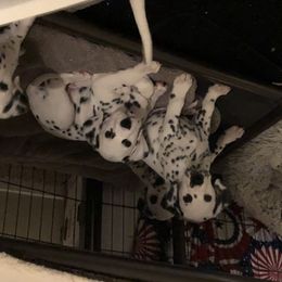 Dalmatian Puppies from Revere Dalmatians