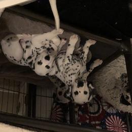 Dalmatian Puppies from Revere Dalmatians