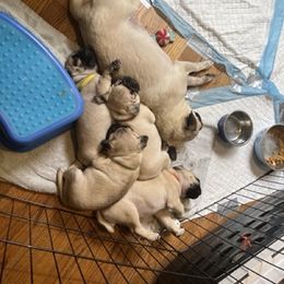Pug Puppies from 901 Pugs