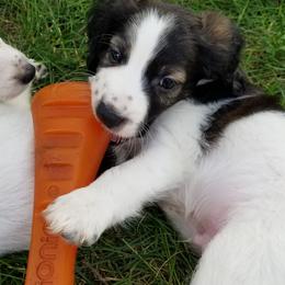 Companion Cross Puppies from Mandala Dogs